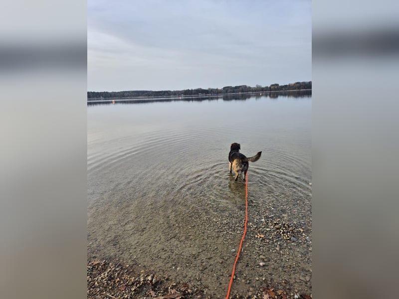 liebe junge Schäferhund Mischlings-Hündin Alma sucht eine Familie