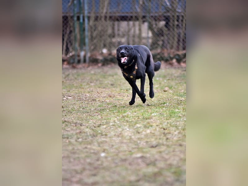 FIETE ist klug, freundlich und mutig!