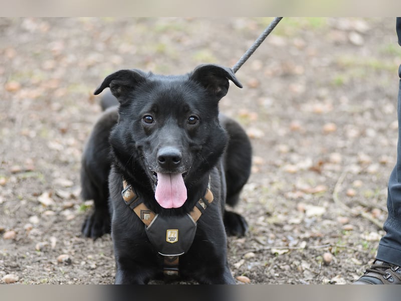FIETE ist klug, freundlich und mutig!