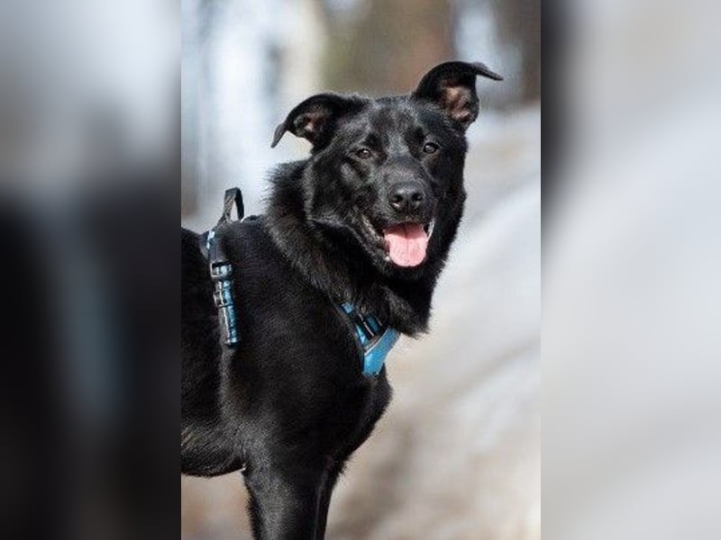 FIETE ist klug, freundlich und mutig!