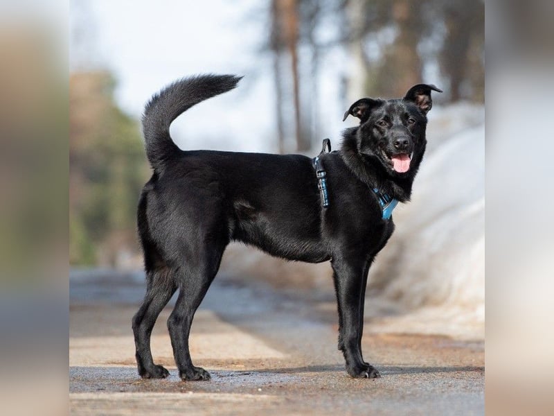 FIETE ist klug, freundlich und mutig!