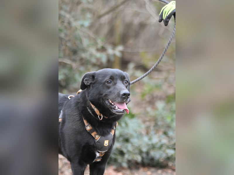 FIETE ist klug, freundlich und mutig!