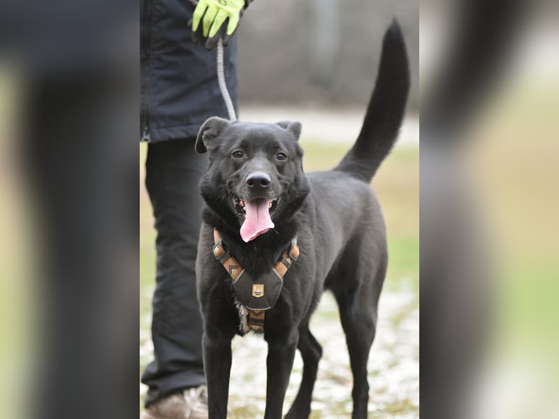 FIETE ist klug, freundlich und mutig!