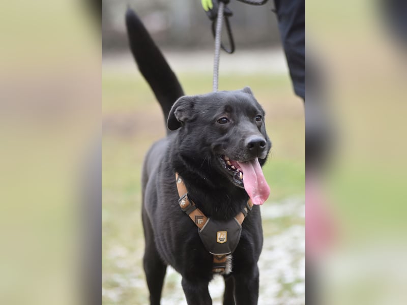 FIETE ist klug, freundlich und mutig!