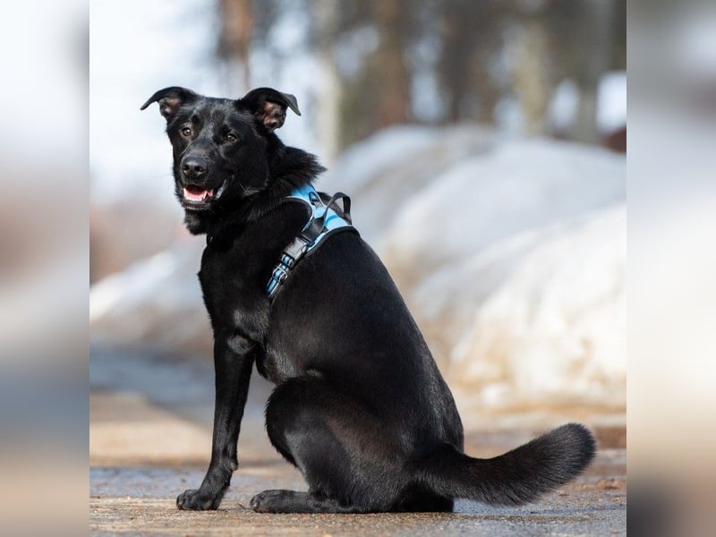 FIETE ist klug, freundlich und mutig!