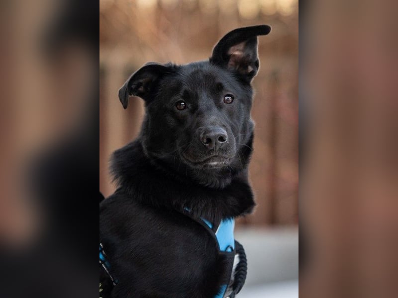 FIETE ist klug, freundlich und mutig!