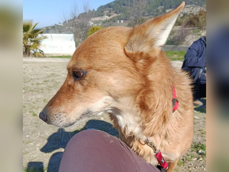 Zara, eine freundliche verschmuste Hündin