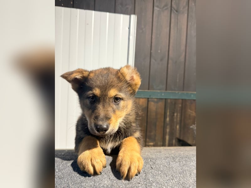 Vincent, ein kleiner Wolf mit viel Charme