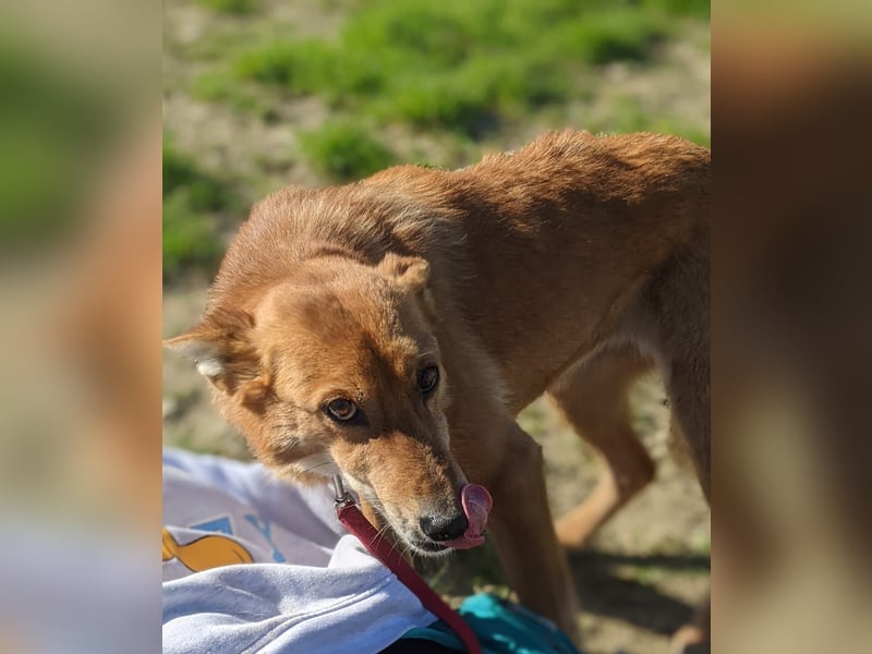 Zara, eine freundliche verschmuste Hündin