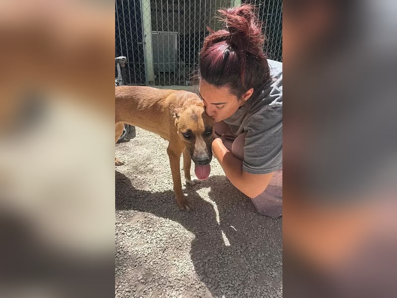 Lola , hübsche braune Junghündin möchte endlich ankommen