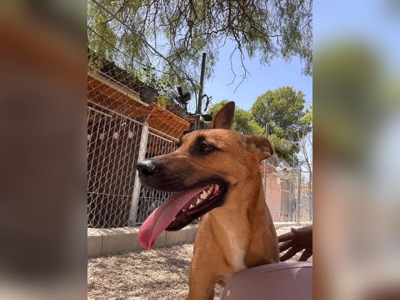 Lola , hübsche braune Junghündin möchte endlich ankommen