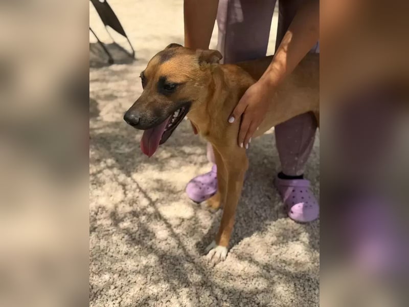 Lola , hübsche braune Junghündin möchte endlich ankommen
