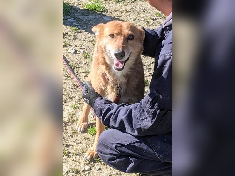 Zara, eine freundliche verschmuste Hündin