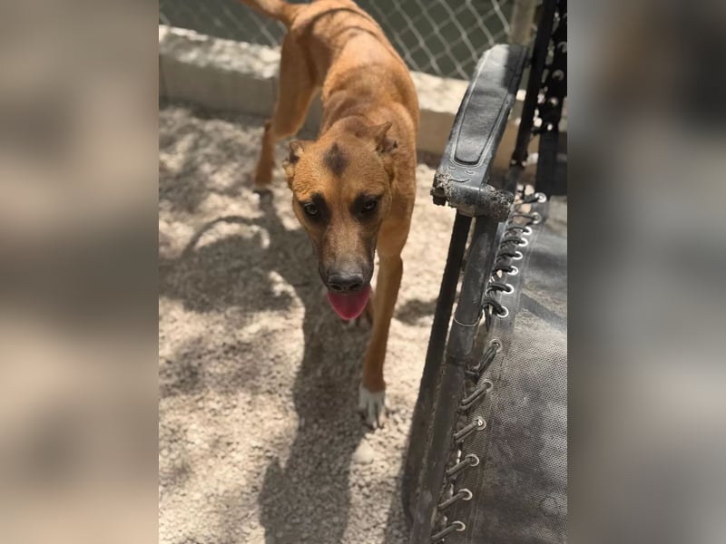 Lola , hübsche braune Junghündin möchte endlich ankommen