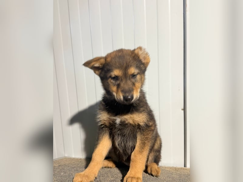 Vincent, ein kleiner Wolf mit viel Charme