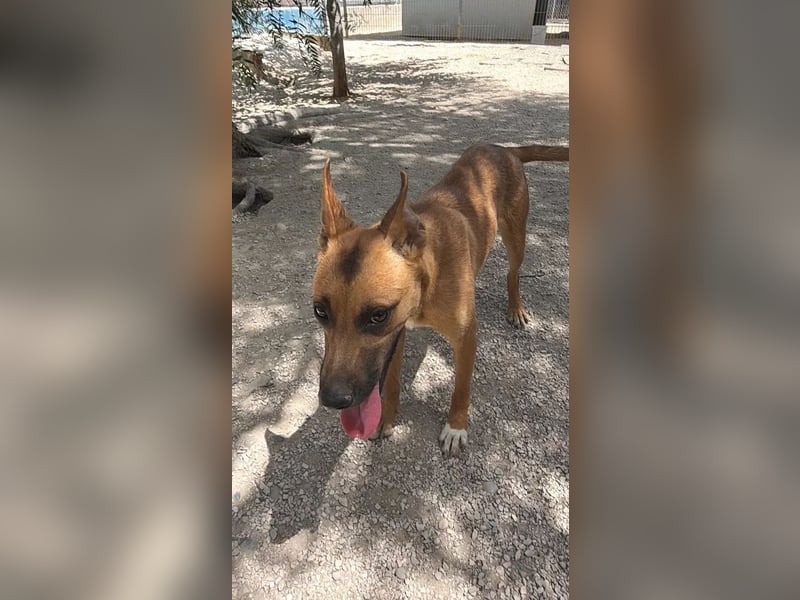 Lola , hübsche braune Junghündin möchte endlich ankommen