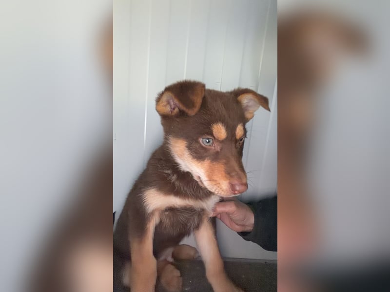 Pepe, freundlich und aufgeschlossen