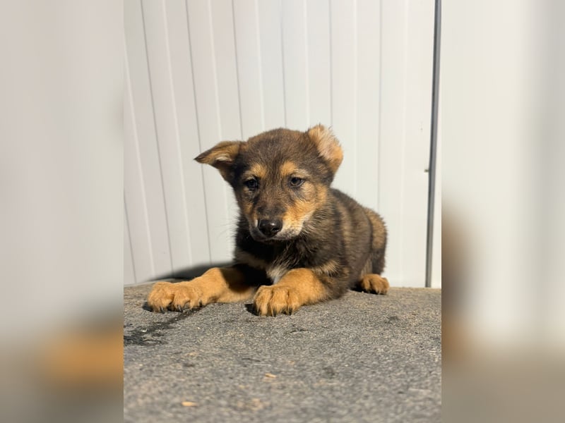 Vincent, ein kleiner Wolf mit viel Charme