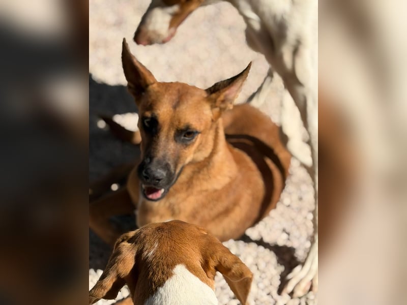 Lola , hübsche braune Junghündin möchte endlich ankommen
