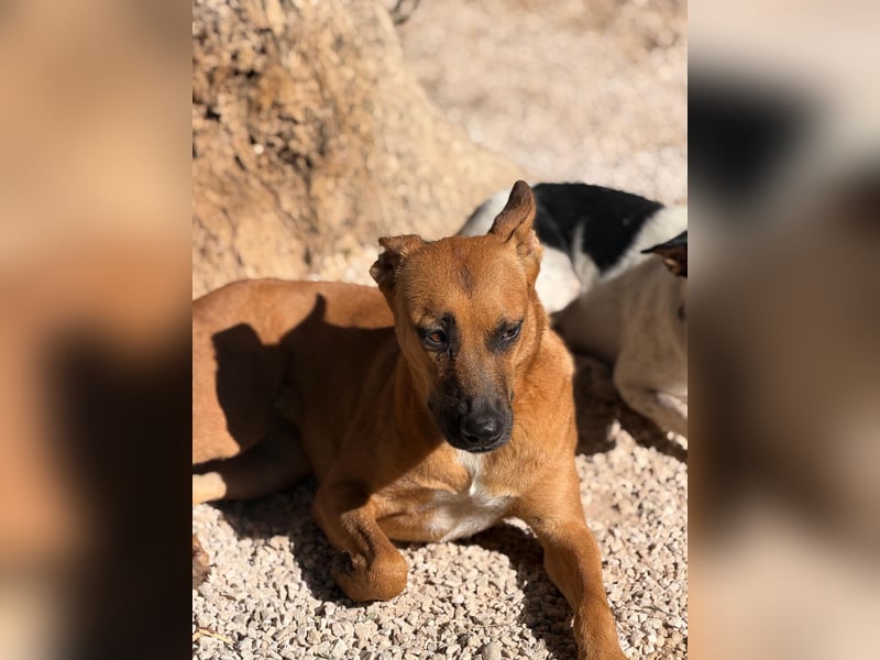 Lola , hübsche braune Junghündin möchte endlich ankommen