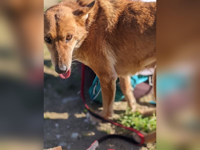 Zara, eine freundliche verschmuste Hündin