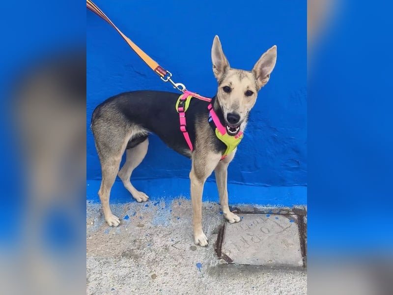 Ariana ,große Ohren, wacher Blick und bereit für ein neues Kapitel