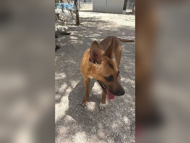 Lola , hübsche braune Junghündin möchte endlich ankommen