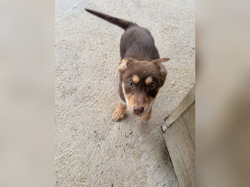 Pepe, freundlich und aufgeschlossen