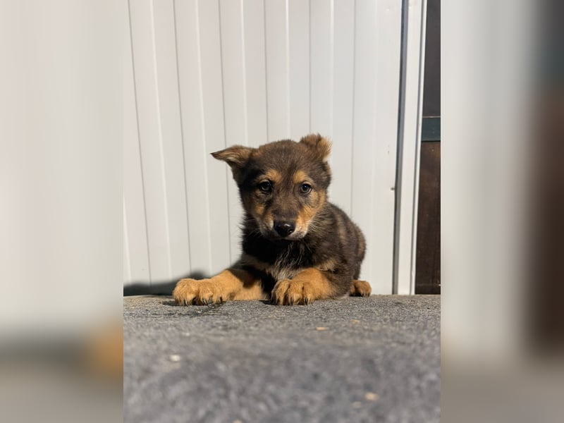 Vincent, ein kleiner Wolf mit viel Charme