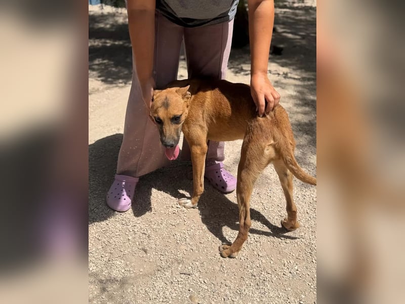 Lola , hübsche braune Junghündin möchte endlich ankommen