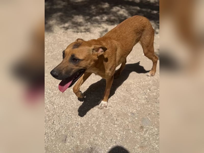 Lola , hübsche braune Junghündin möchte endlich ankommen