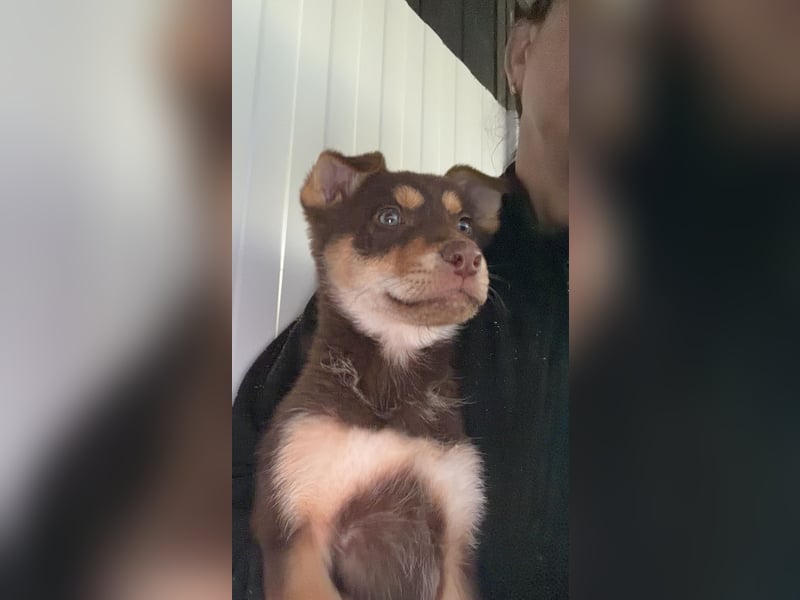 Pepe, ein cleverer Hundebub