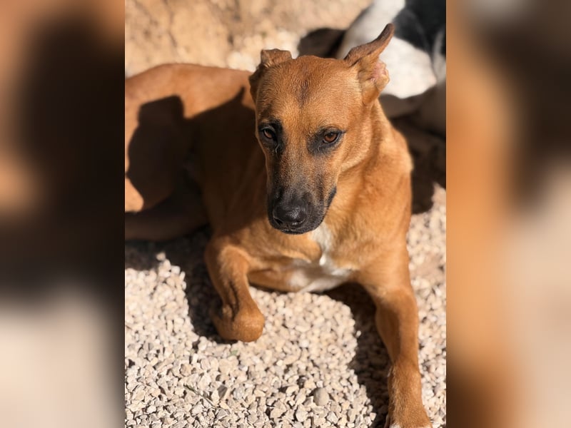 Lola , hübsche braune Junghündin möchte endlich ankommen