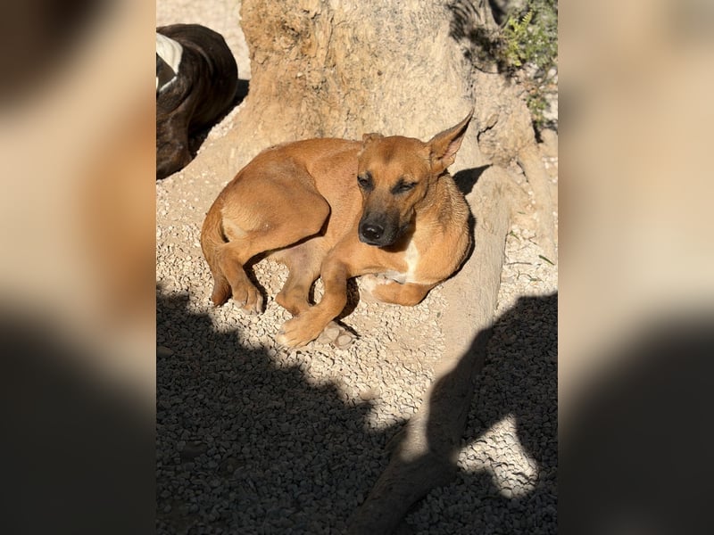 Lola , hübsche braune Junghündin möchte endlich ankommen