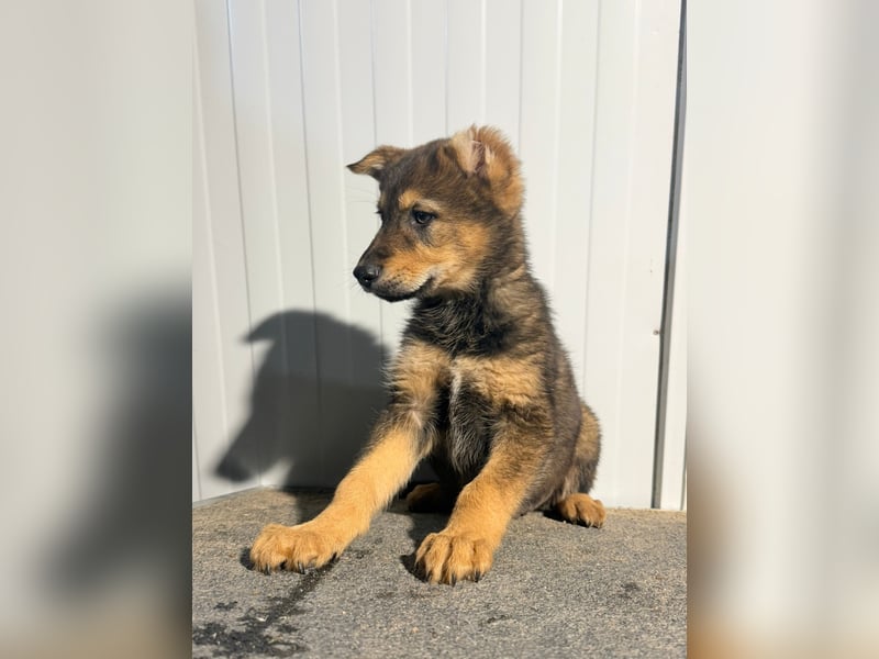 Vincent, ein kleiner Wolf mit viel Charme