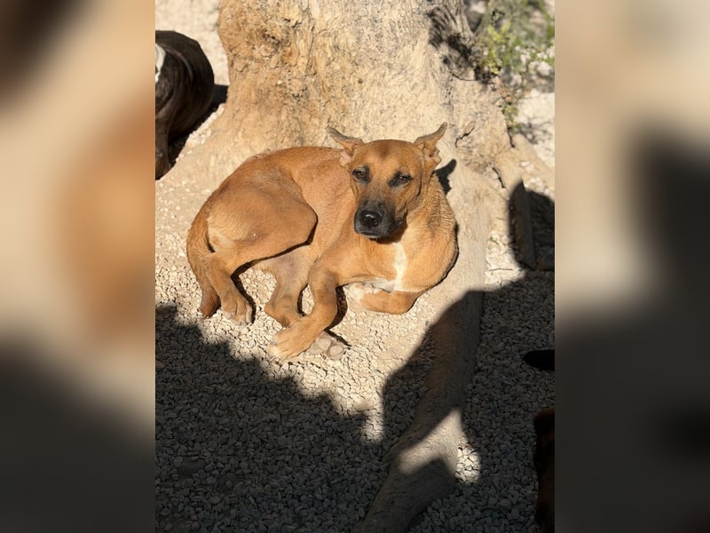 Lola , hübsche braune Junghündin möchte endlich ankommen