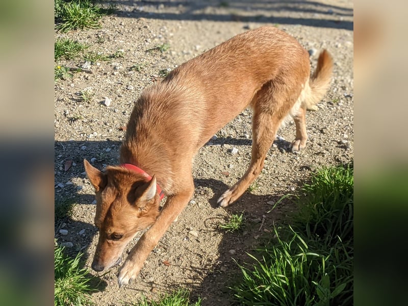 Zara, eine freundliche verschmuste Hündin