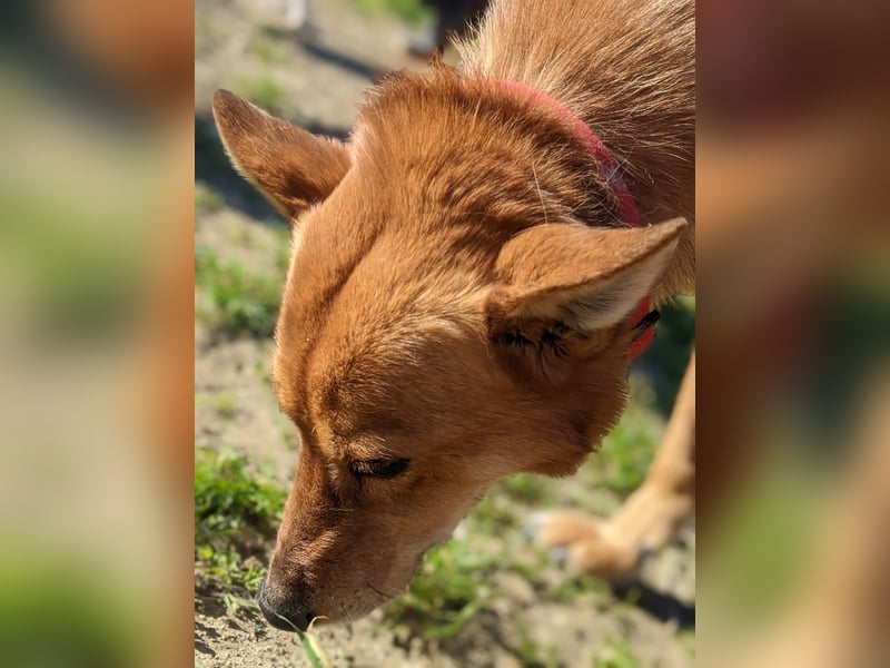 Zara, eine freundliche verschmuste Hündin