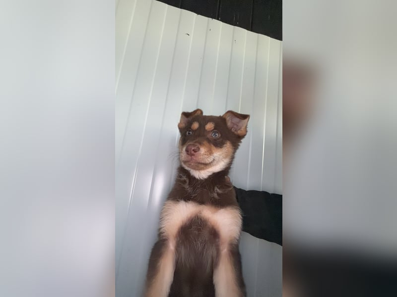 Pepe, ein cleverer Hundebub