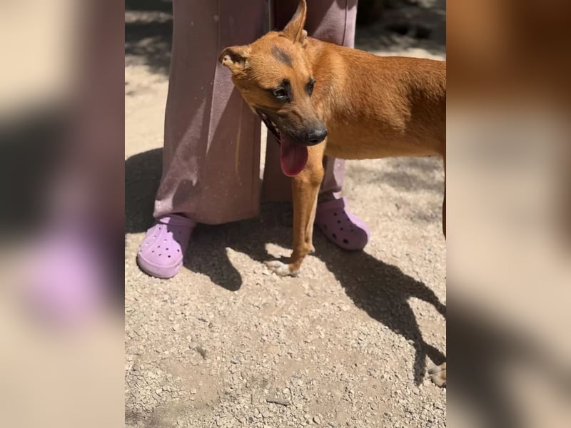 Lola , hübsche braune Junghündin möchte endlich ankommen