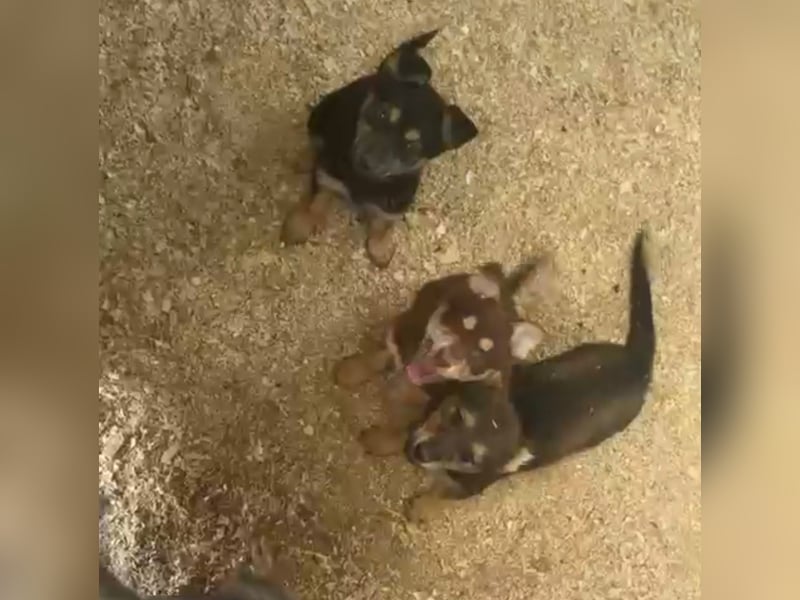 Pepe, freundlich und aufgeschlossen