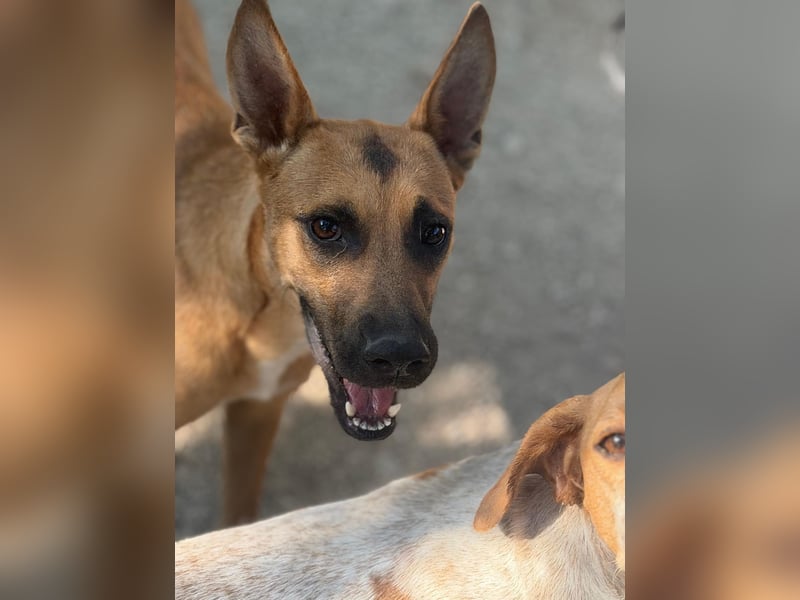 Lola , hübsche braune Junghündin möchte endlich ankommen