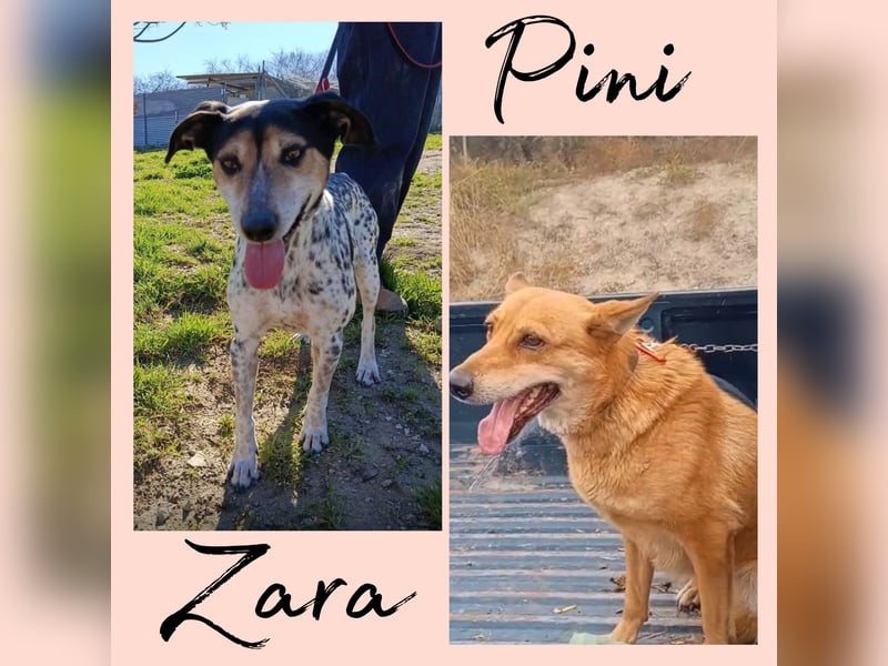 Zara, eine freundliche verschmuste Hündin