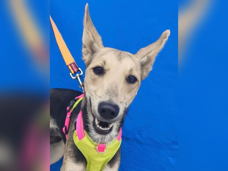 Ariana ,große Ohren, wacher Blick und bereit für ein neues Kapitel