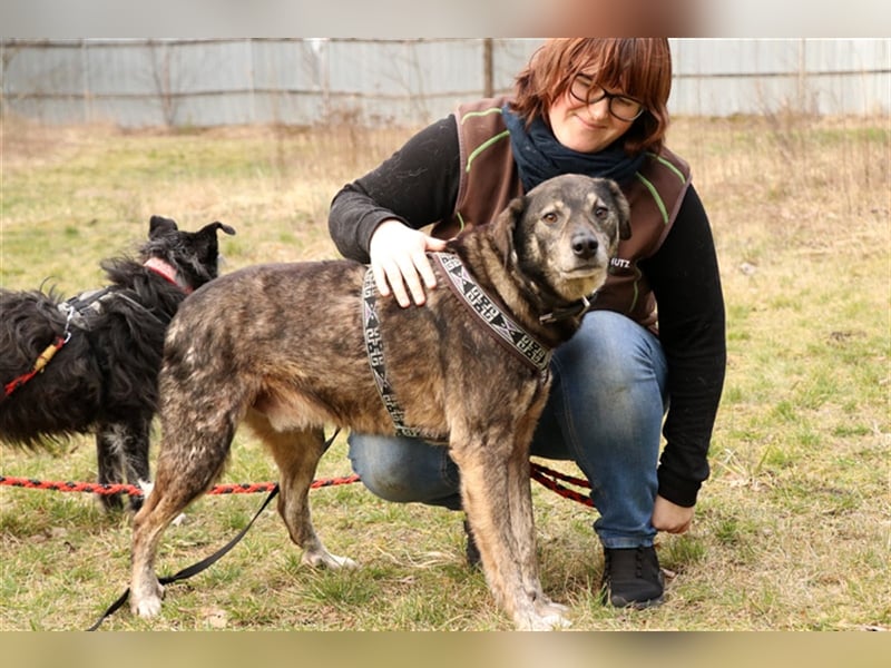 Bucki, Schäferhund-Mix, geb. 2014, sucht verständnisvollle, geduldige Besitzer
