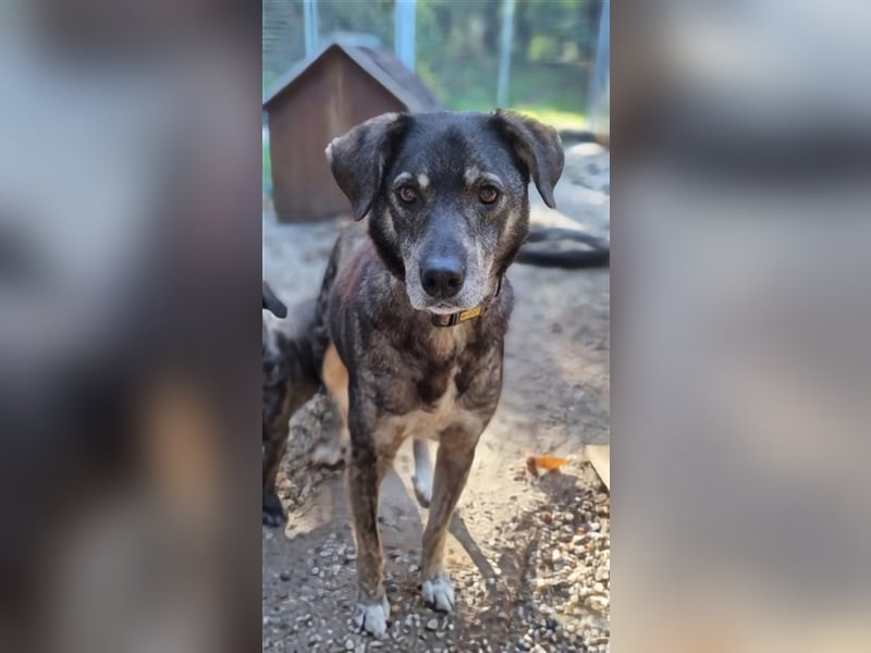 Bucki, Schäferhund-Mix, geb. 2014, sucht verständnisvollle, geduldige Besitzer