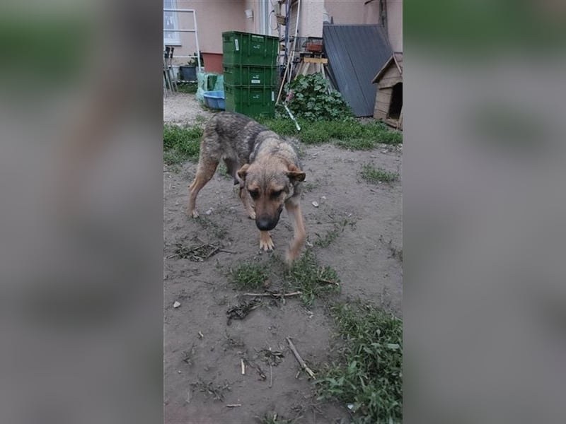 Gréti-BE, junge Mama wünscht sich ein Zuhause