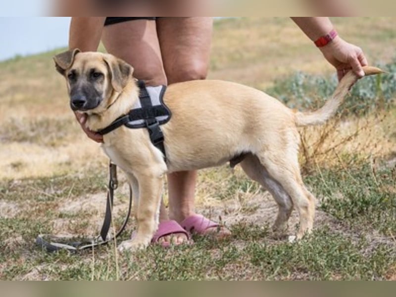 Logan – neugieriger Junghund sucht liebevolles Zuhause❤️