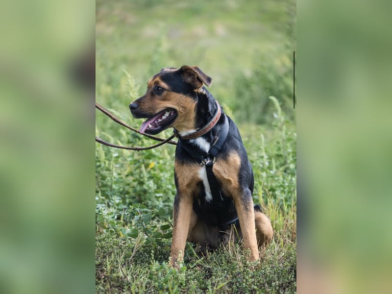 Lali SI - vom Fundhund zum besten Freund