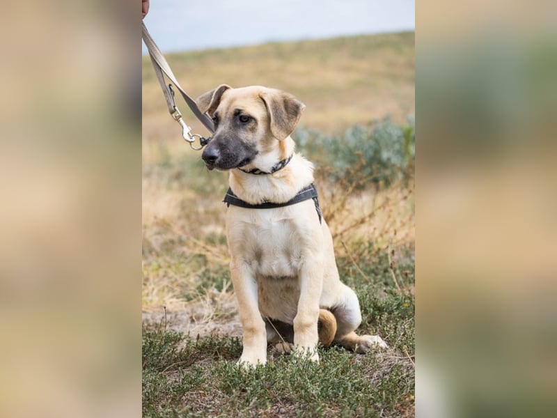 Logan – neugieriger Junghund sucht liebevolles Zuhause❤️